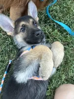 Mia, a female German Shepherd Dog for sale in Warrensburg, MO – 1 of 2