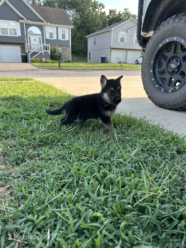 Charli – German Shepherd Dog puppy for sale in Warrensburg, MO