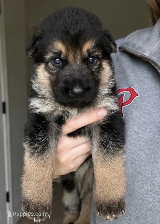 Mia – German Shepherd Dog puppy for sale in Warrensburg, MO