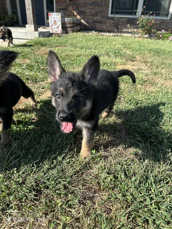 Rex – German Shepherd Dog puppy for sale in Warrensburg, MO