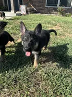 Rex, a male German Shepherd Dog for sale in Warrensburg, MO – 1 of 2