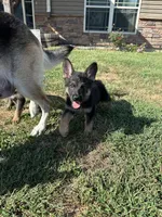 Rex, a male German Shepherd Dog for sale in Warrensburg, MO – 2 of 2