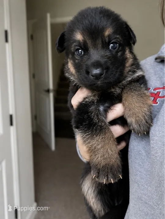 Rex – German Shepherd Dog puppy for sale in Warrensburg, MO