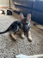 Mia, a female German Shepherd Dog for sale in Warrensburg, MO – 2 of 2