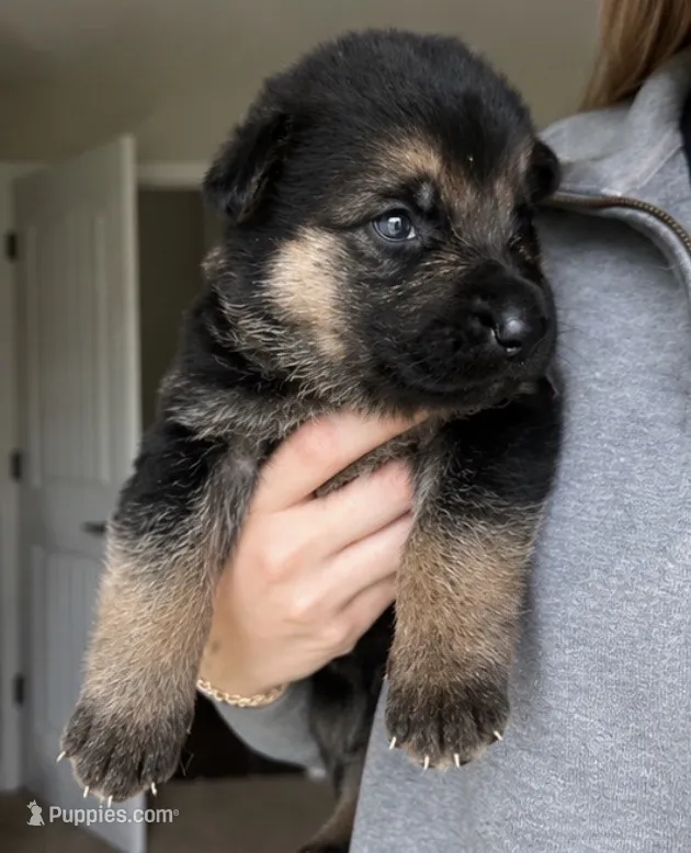 Lady – German Shepherd Dog puppy for sale in Warrensburg, MO