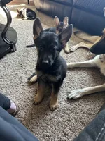 Duke, a male German Shepherd Dog for sale in Warrensburg, MO – 1 of 2