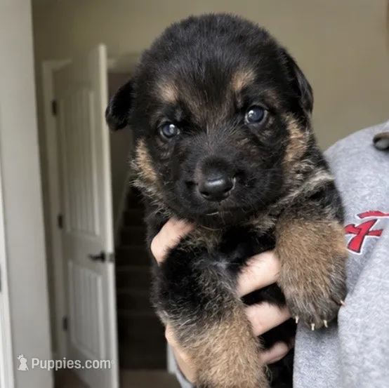 Duke – German Shepherd Dog puppy for sale in Warrensburg, MO
