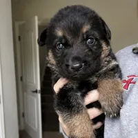 Charli, a male German Shepherd Dog for sale in Warrensburg, MO – 1 of 1