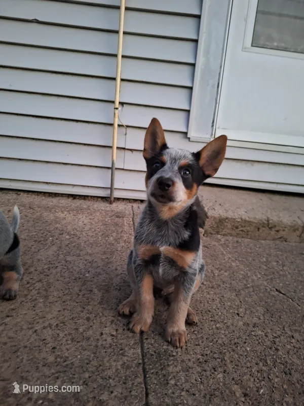 Male 1 – Australian Cattle Dog puppy for sale in Potosi, WI