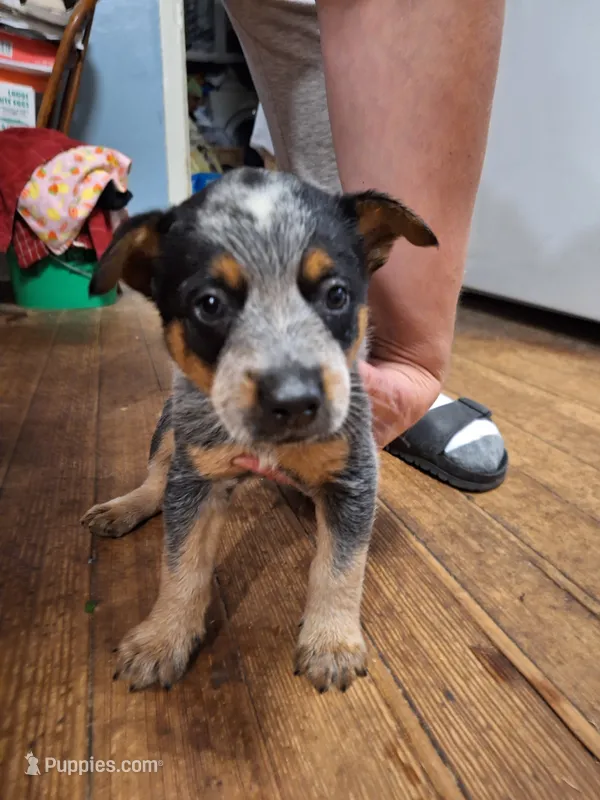 Male 2 – Australian Cattle Dog puppy for sale in Potosi, WI