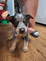 Male 2, a male Australian Cattle Dog for sale in Potosi, WI – 1 of 3