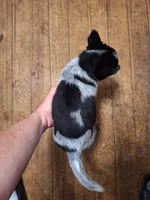 Female 1, a male Australian Cattle Dog for sale in Potosi, WI – 2 of 2