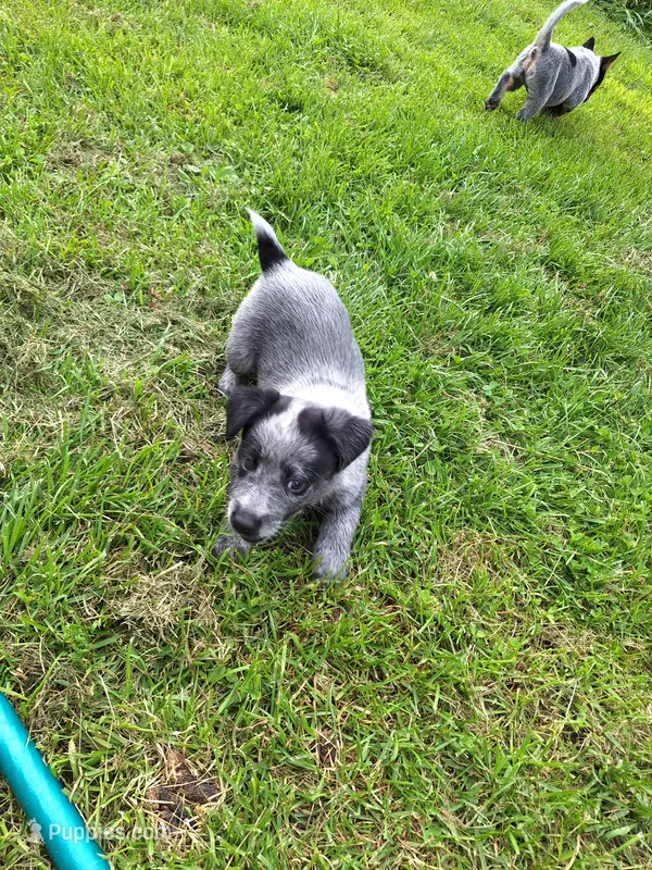 Male 5, Blue – Australian Cattle Dog puppy for sale in Potosi, WI