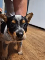 Female 2, a female Australian Cattle Dog for sale in Potosi, WI – 2 of 3