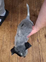 Male 4, a male Australian Cattle Dog for sale in Potosi, WI – 2 of 2