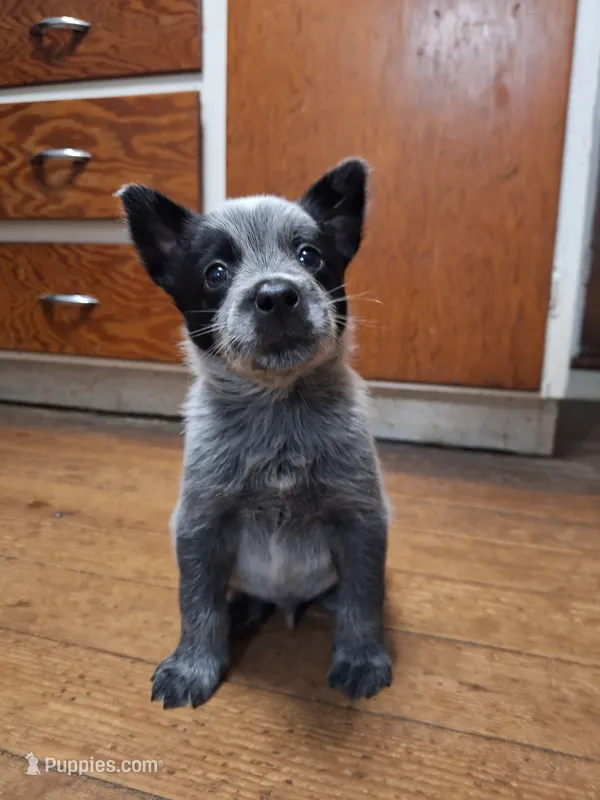 Male 6, blue – Australian Cattle Dog puppy for sale in Potosi, WI