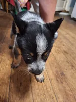 Female 1, a male Australian Cattle Dog for sale in Potosi, WI – 1 of 2