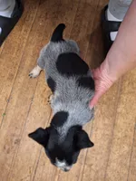 Female 3, a female Australian Cattle Dog for sale in Potosi, WI – 2 of 2