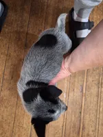 Male 1, a male Australian Cattle Dog for sale in Potosi, WI – 3 of 3