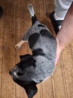Male 2, a male Australian Cattle Dog for sale in Potosi, WI – 2 of 3