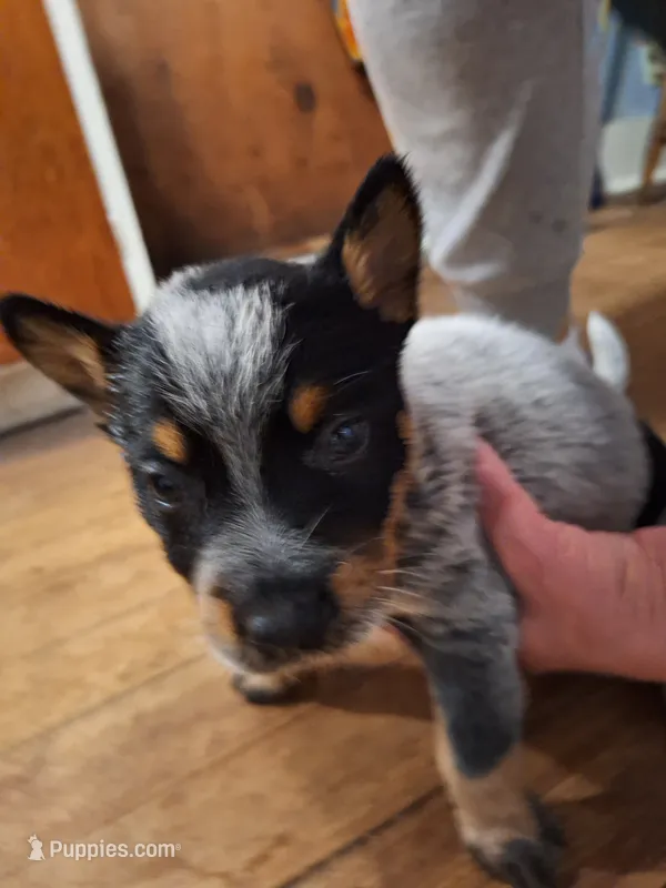 Male 3 – Australian Cattle Dog puppy for sale in Potosi, WI
