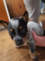 Male 3, a male Australian Cattle Dog for sale in Potosi, WI – 1 of 2