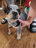 Male 1, a male Australian Cattle Dog for sale in Potosi, WI – 2 of 3