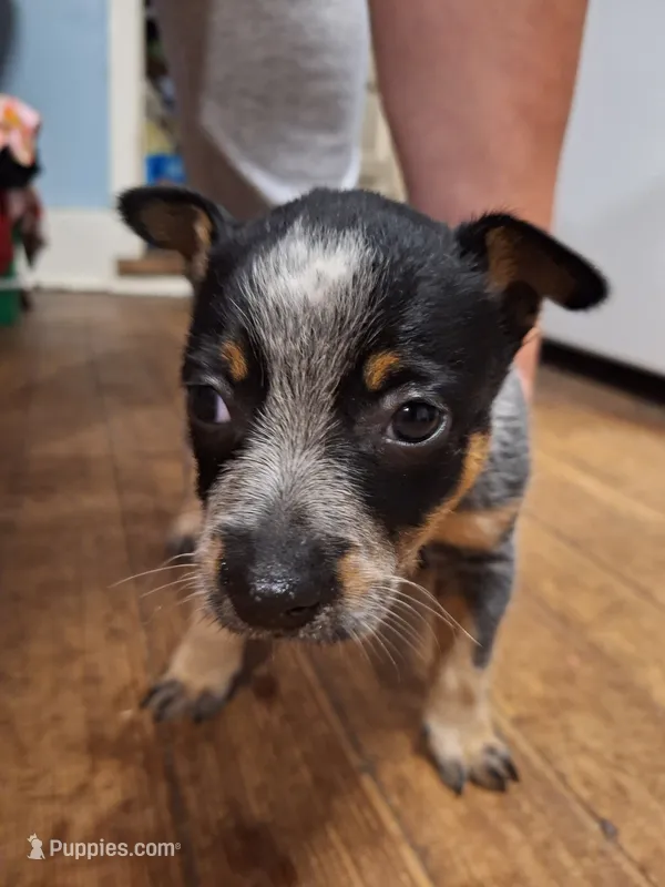Female 3 – Australian Cattle Dog puppy for sale in Potosi, WI
