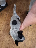Male 3, a male Australian Cattle Dog for sale in Potosi, WI – 2 of 2