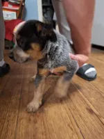 Male 2, a male Australian Cattle Dog for sale in Potosi, WI – 3 of 3