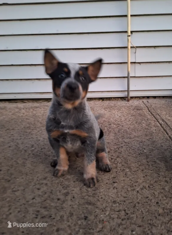 Male 3 – Australian Cattle Dog puppy for sale in Potosi, WI