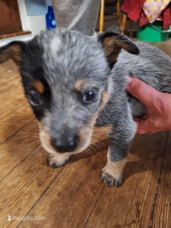 Male 4 – Australian Cattle Dog puppy for sale in Potosi, WI
