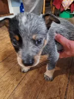 Male 4, a male Australian Cattle Dog for sale in Potosi, WI – 1 of 2
