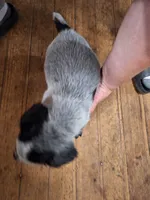 Male 5, Blue, a male Australian Cattle Dog for sale in Potosi, WI – 2 of 3