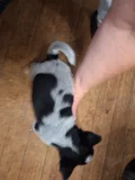 Female 2, a female Australian Cattle Dog for sale in Potosi, WI – 3 of 3