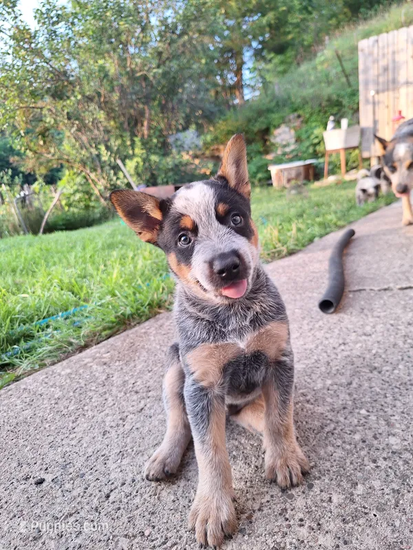 Male 2 – Australian Cattle Dog puppy for sale in Potosi, WI