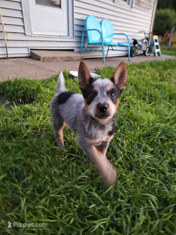 Male 2 – Australian Cattle Dog puppy for sale in Potosi, WI