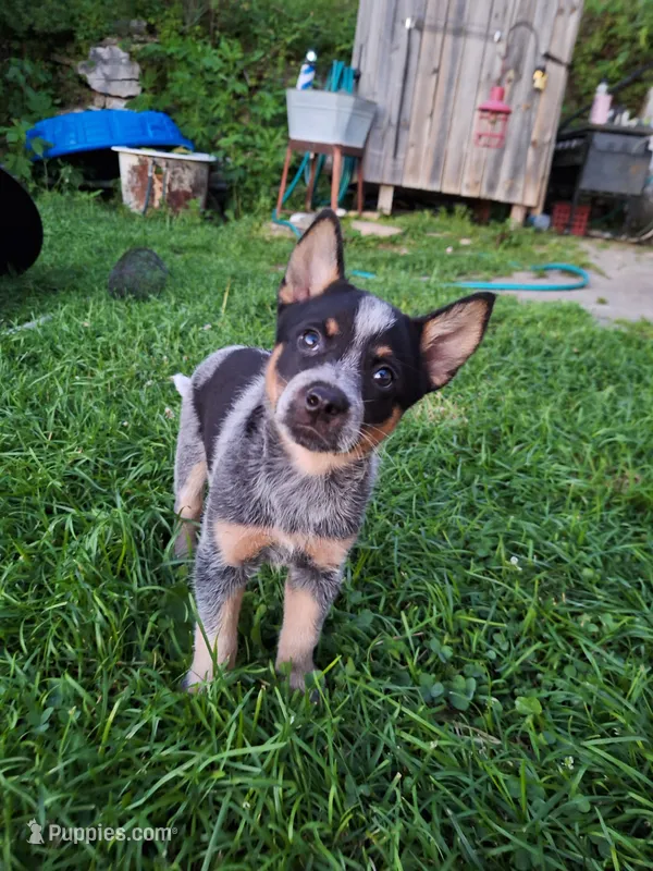 Female 1 – Australian Cattle Dog puppy for sale in Potosi, WI