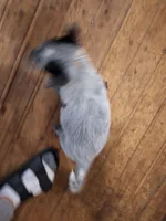 Male 6, blue, a male Australian Cattle Dog for sale in Potosi, WI – 2 of 2