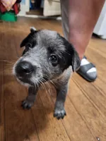 Male 5, Blue, a male Australian Cattle Dog for sale in Potosi, WI – 3 of 3