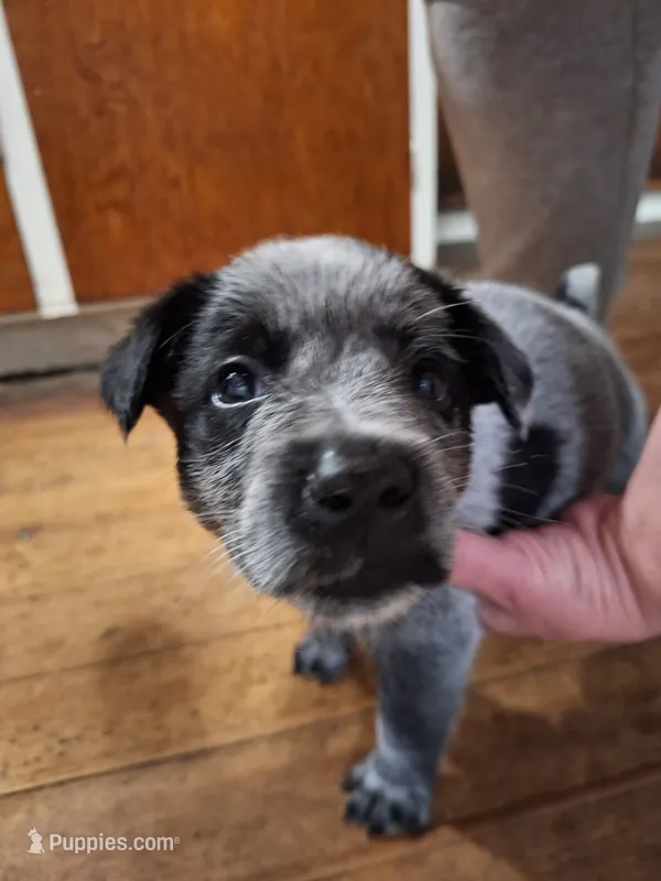 Male 5, Blue – Australian Cattle Dog puppy for sale in Potosi, WI