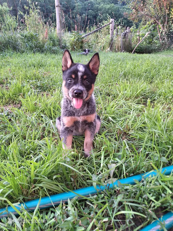 Female 1 – Australian Cattle Dog puppy for sale in Potosi, WI