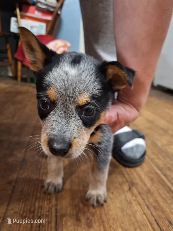 Male 1 – Australian Cattle Dog puppy for sale in Potosi, WI
