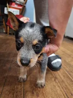 Male 1, a male Australian Cattle Dog for sale in Potosi, WI – 1 of 3