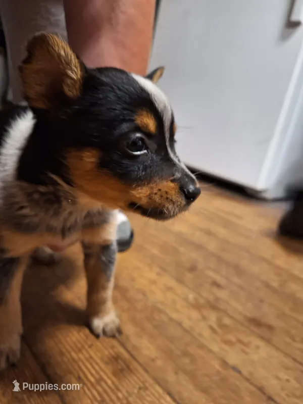 Female 2 – Australian Cattle Dog puppy for sale in Potosi, WI
