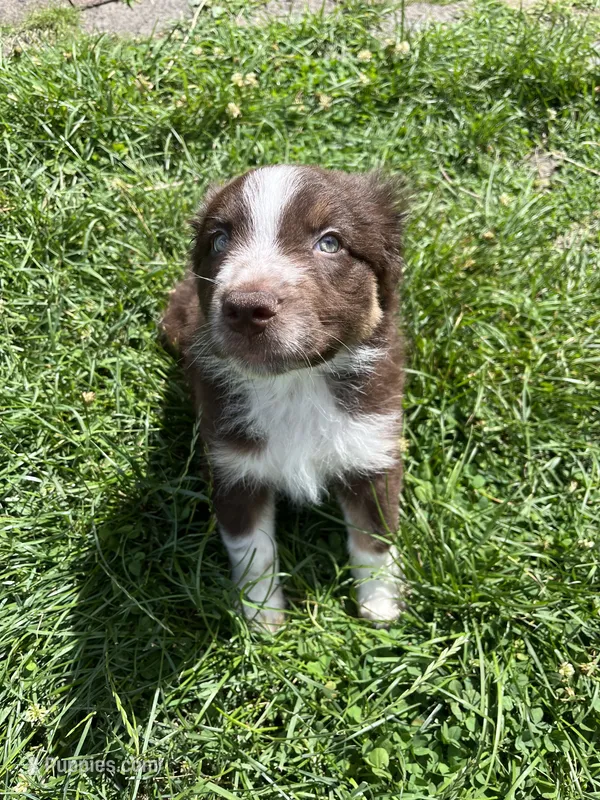 Fern – Australian Shepherd puppy for sale in East Rochester, PA