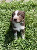 Fern, a male Australian Shepherd for sale in East Rochester, PA – 1 of 2