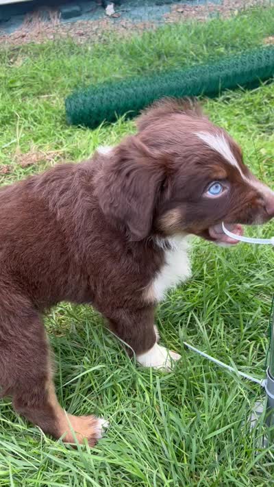 Juniper, a male Australian Shepherd for sale in East Rochester, PA – 2 of 2
