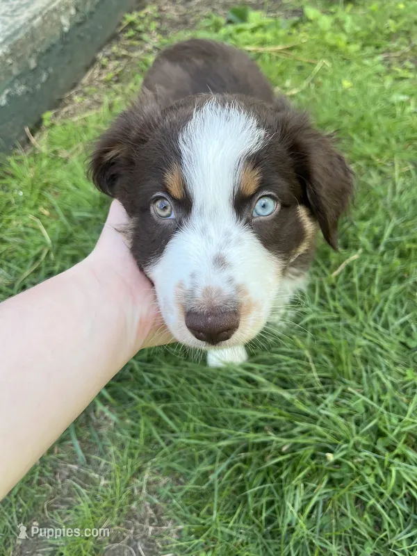 Thorn – Australian Shepherd puppy for sale in East Rochester, PA