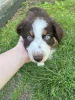 Thorn, a male Australian Shepherd for sale in East Rochester, PA – 1 of 2